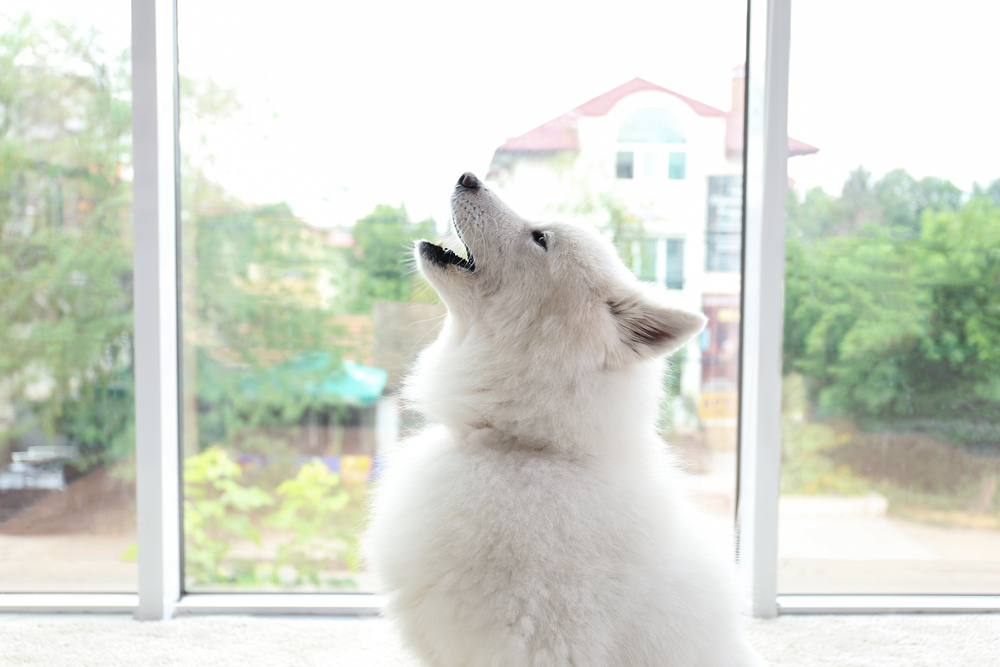 Samoyed dog howling