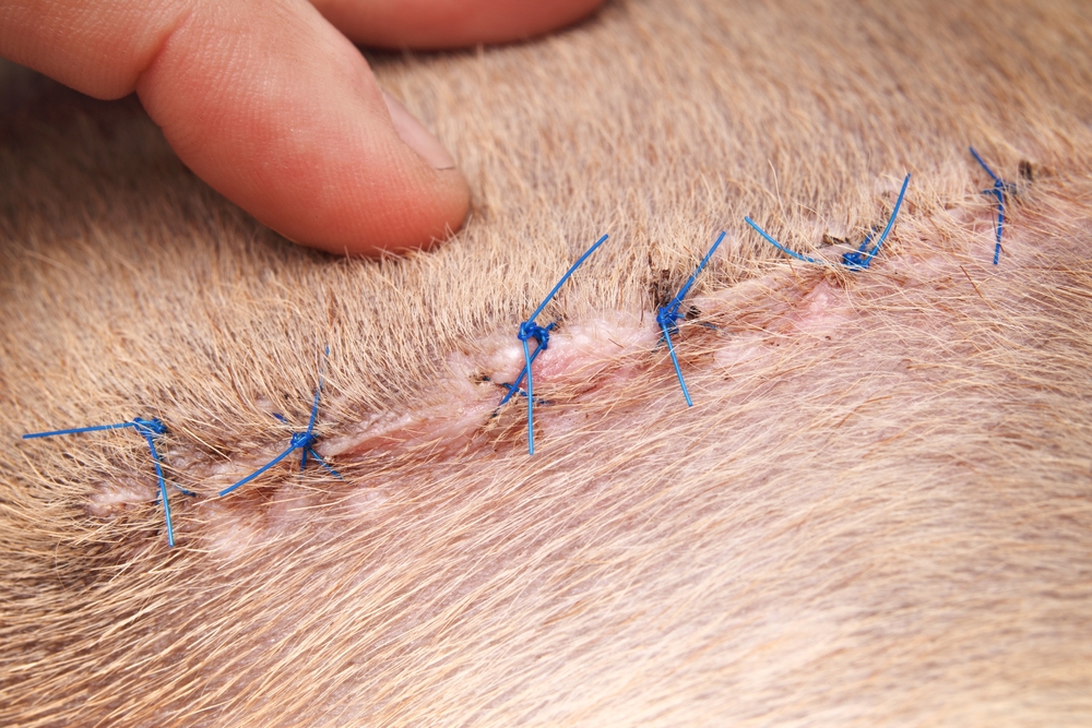 Dog with stitches examined by veterinarian