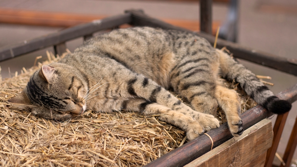 cat sleeping barn