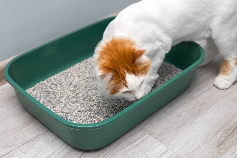 cat climbs to the litter box