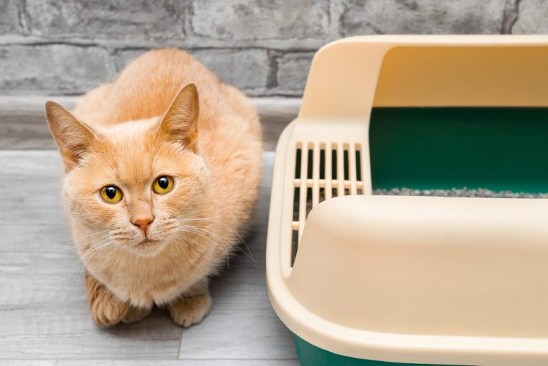 cat sitting next to the litter box