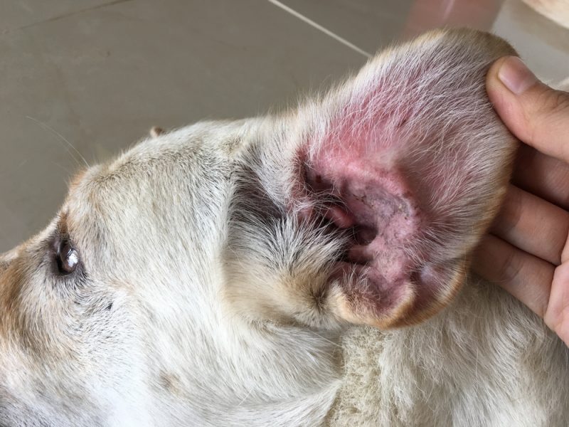 ear infection in dog