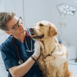 What Is the Exterior Extraction Methodology (XXT) & Why It Might Save Your Canine’s Life – Dogster