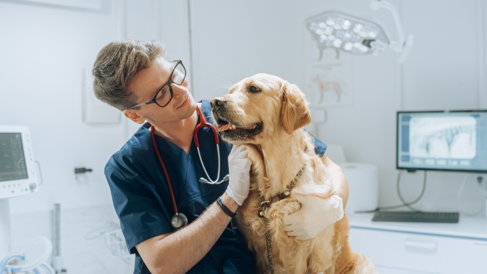 What Is the Exterior Extraction Methodology (XXT) & Why It Might Save Your Canine’s Life – Dogster