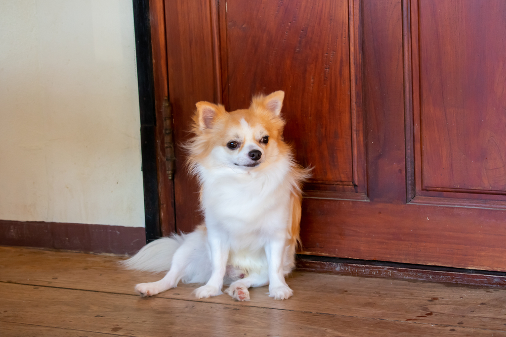 white-brown Chihuahua sitting in front of a wooden door 