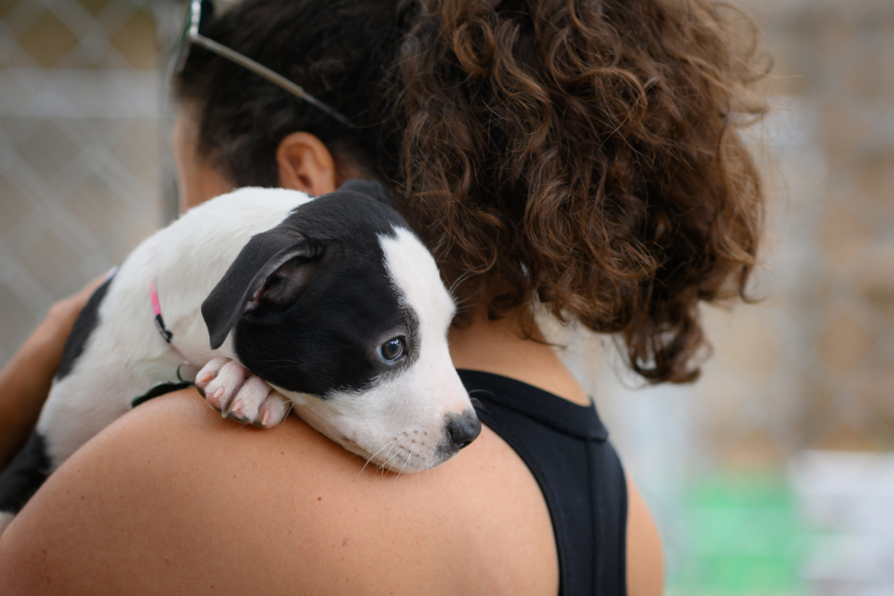 Small black and white puppy being held awaiting adoption