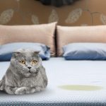 Study to Cease My Cat From Peeing on My Mattress: 8 Vet-Verified Concepts & Methods