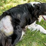Our Vet Explains Phases of Therapeutic – Dogster