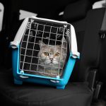 Can Cats Get Automotive Sick? Vet-Verified Information & Information