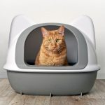 Why Do Cats Use Litter Bins? Vet-Verified Particulars & FAQ