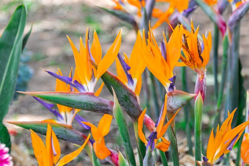 Birds of Paradise flowers blooming in the garden