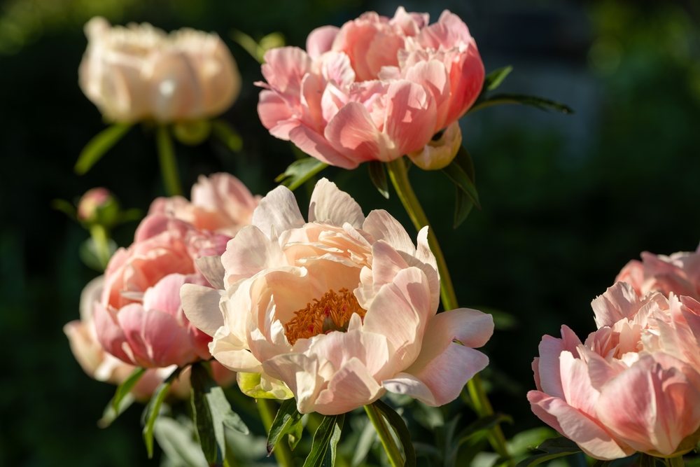 Are Peonies Toxic to Canines? Vet-Verified Information, Information & Poison Help – Dogster