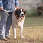 Will My Canine Defend Me If I Am Attacked? Vet-Reviewed Particulars & FAQ – Dogster