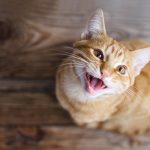 Why Do Cats Cry at Night time? 8 Vet-Reviewed Causes