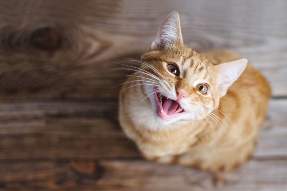 Why Do Cats Cry at Night time? 8 Vet-Reviewed Causes