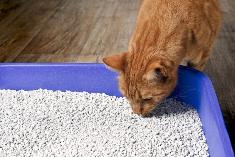 cat sniffing cat litter