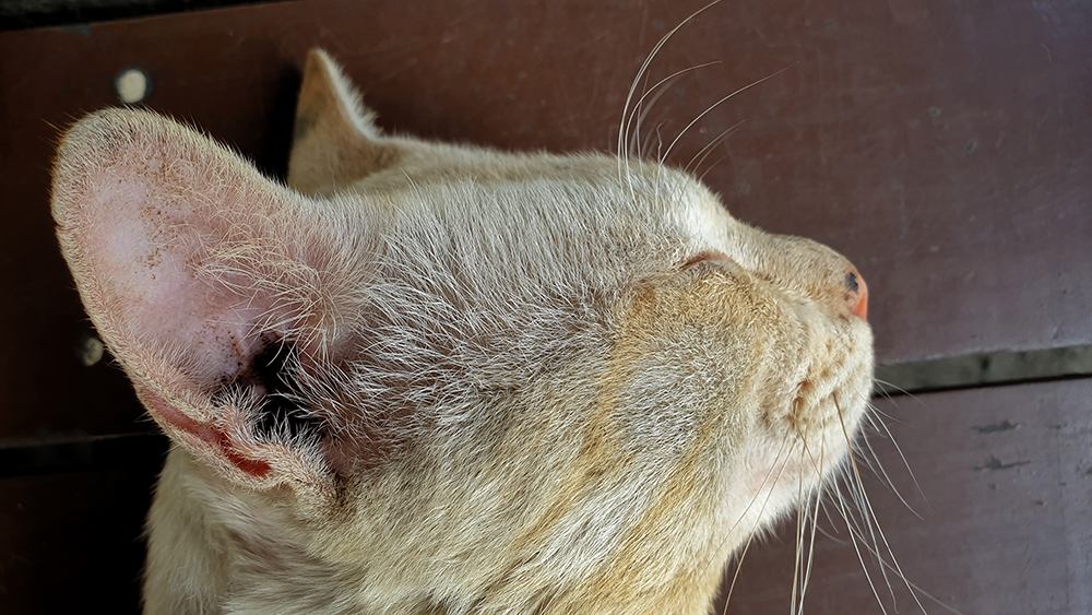 close up cat with red ear