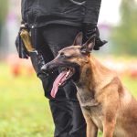 Why Are Police Canines Known as K9? Historic previous & Data – Dogster