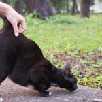 Why Do Cats Present You Their Butt? 6 Vet-Reviewed Causes