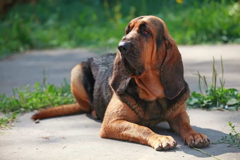 7 Vet-Authorised Concepts – Dogster