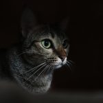 Ought to I Depart a Delicate on For My Cat? Vet-Permitted Care Data