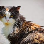 Why Is My Cat’s Fur Matted on His As soon as extra? 10 Vet-Reviewed Causes