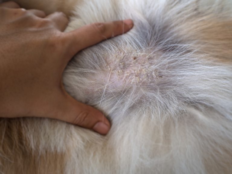 Can Canines Get Psoriasis? Our Vet Explains – Dogster