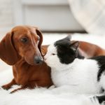 Can a Canine Get a Cat Pregnant? Vet-Verified Particulars & Information – Dogster