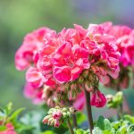 Are Geraniums Toxic to Canine? Vet-Verified Information & FAQ – Dogster