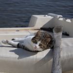 Do Cats Get Seasick? Vet-Reviewed Knowledge & Knowledge