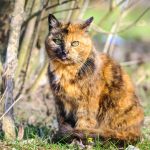 Tortoiseshell Cat: Knowledge, Footage, Care & Knowledge