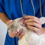 Yeast An an an infection in Cats (Malassezia Dermatitis): Our Vet Discusses Indicators, Causes & Treatment