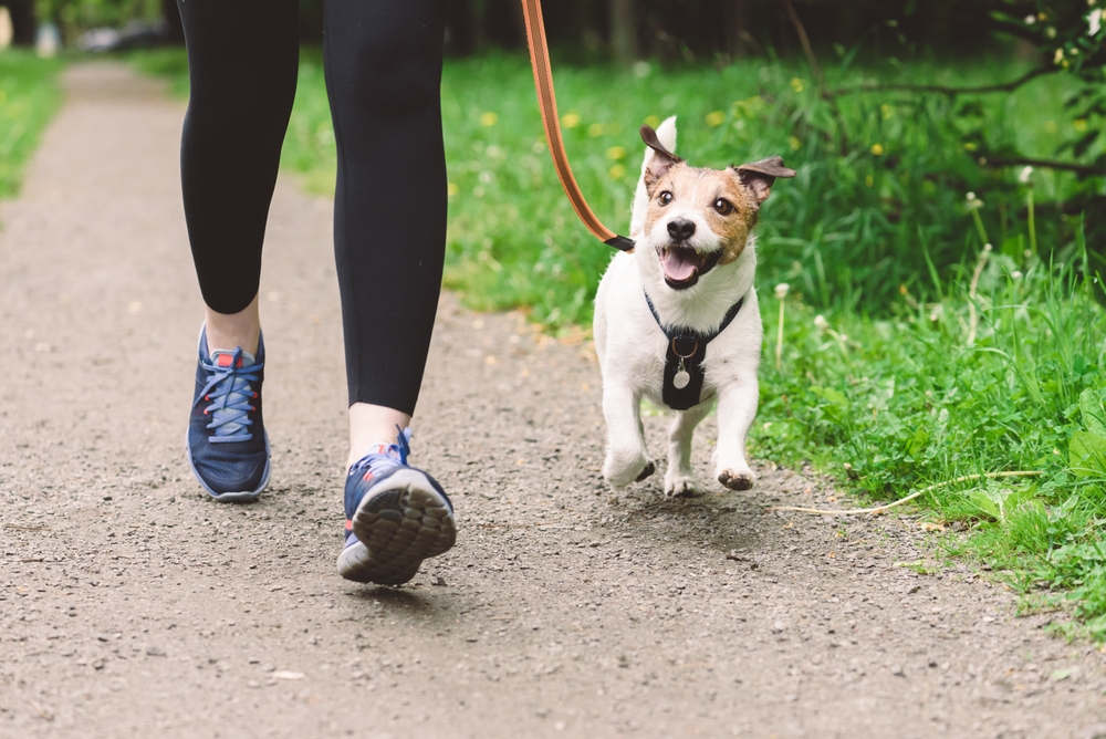 small terrier mix dog running on leash beside owner