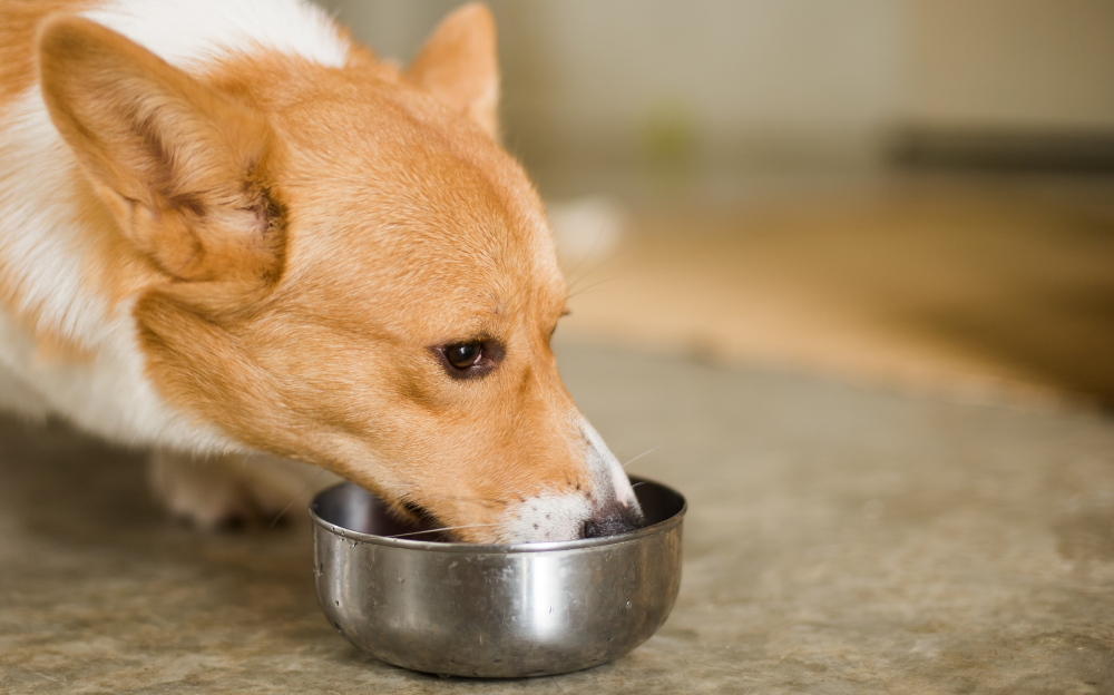 Corgis often need dog foods for shedding