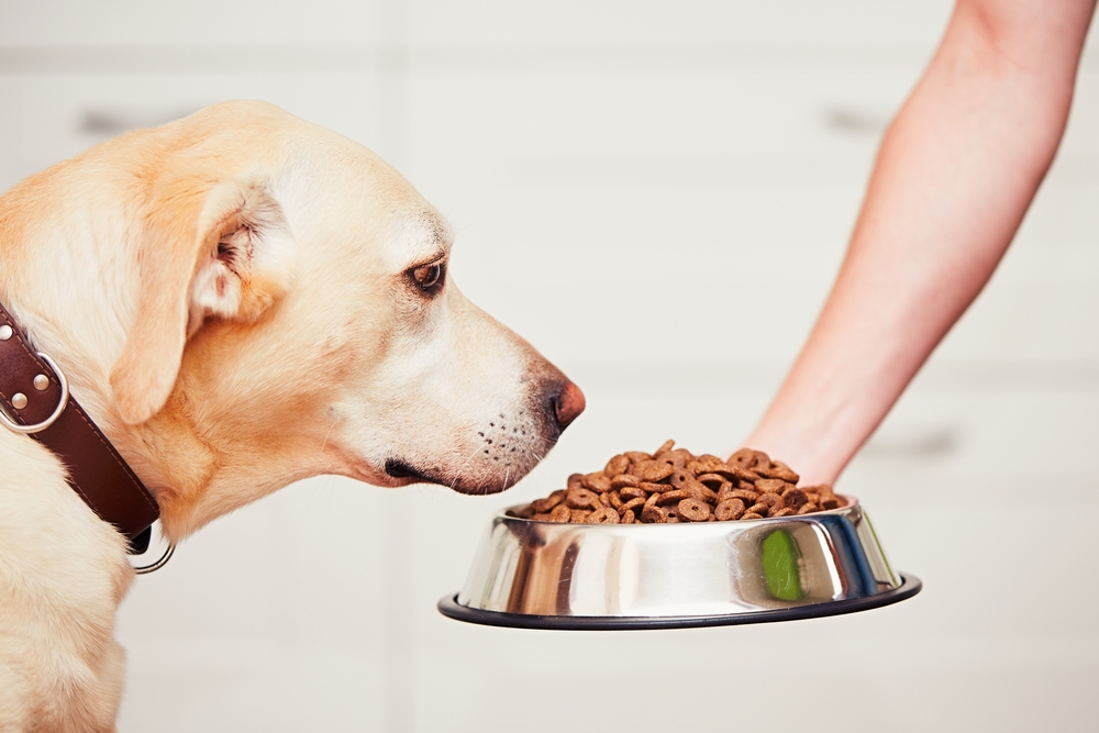 dog sniffing food from a bowl