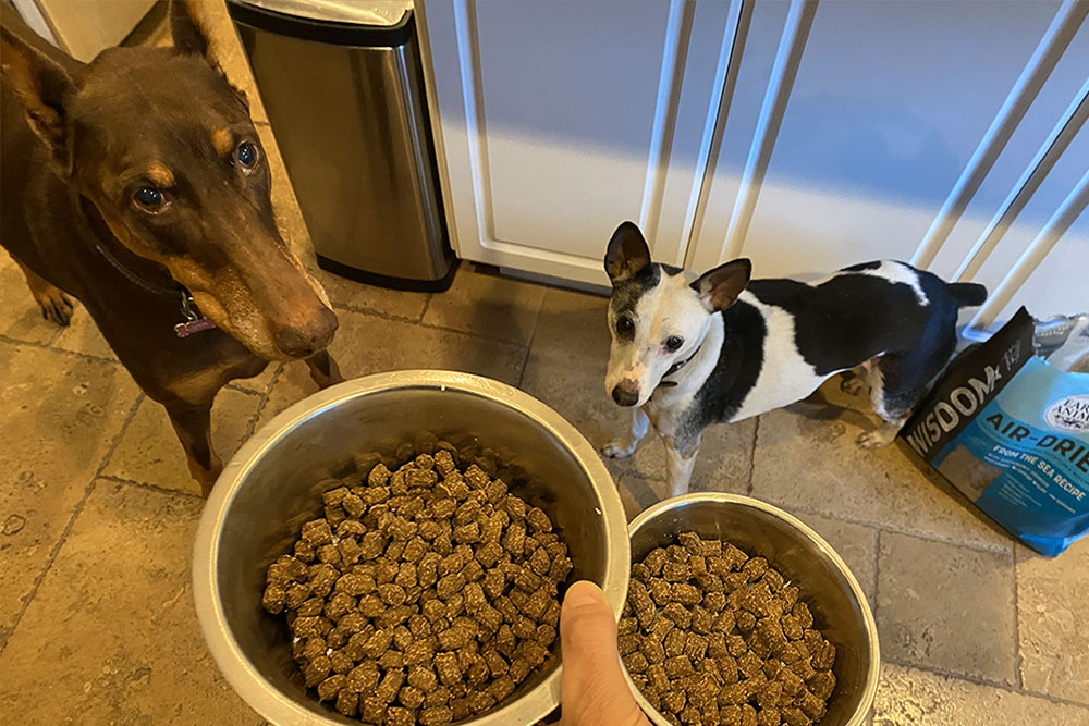 Two dogs looking cute at bowls of Wisdom 