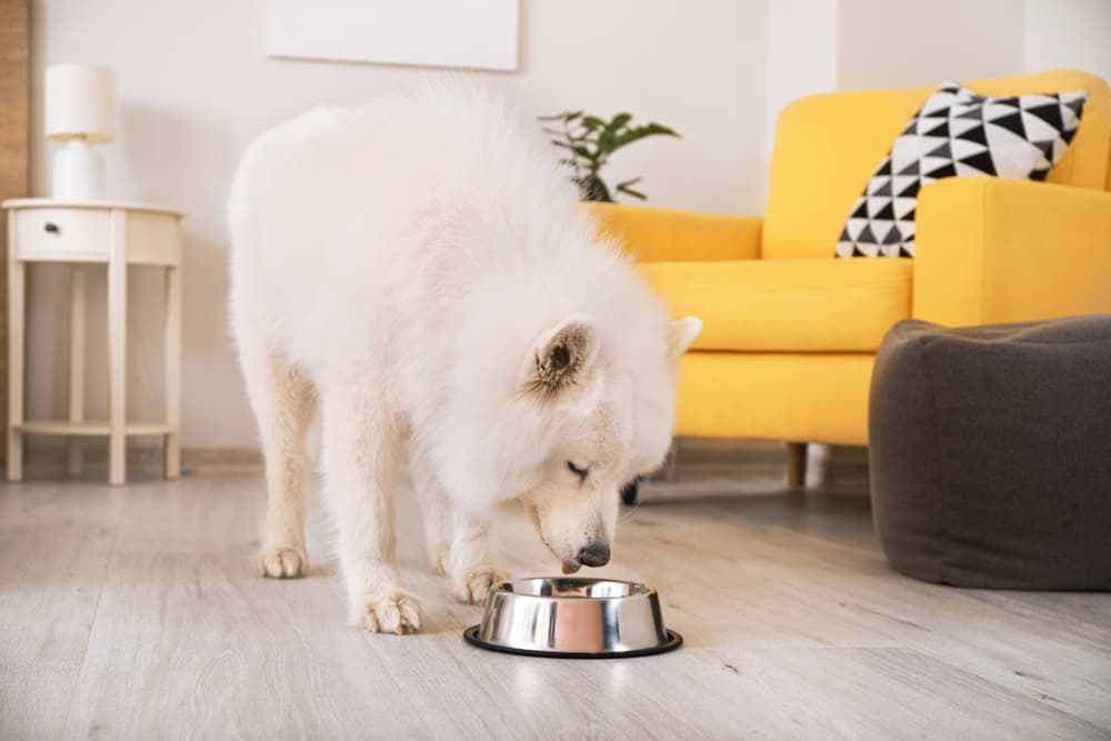 large dog eating from a bowl of food