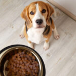 5 Benefits of Air-Dried Canine Meals – Vetstreet