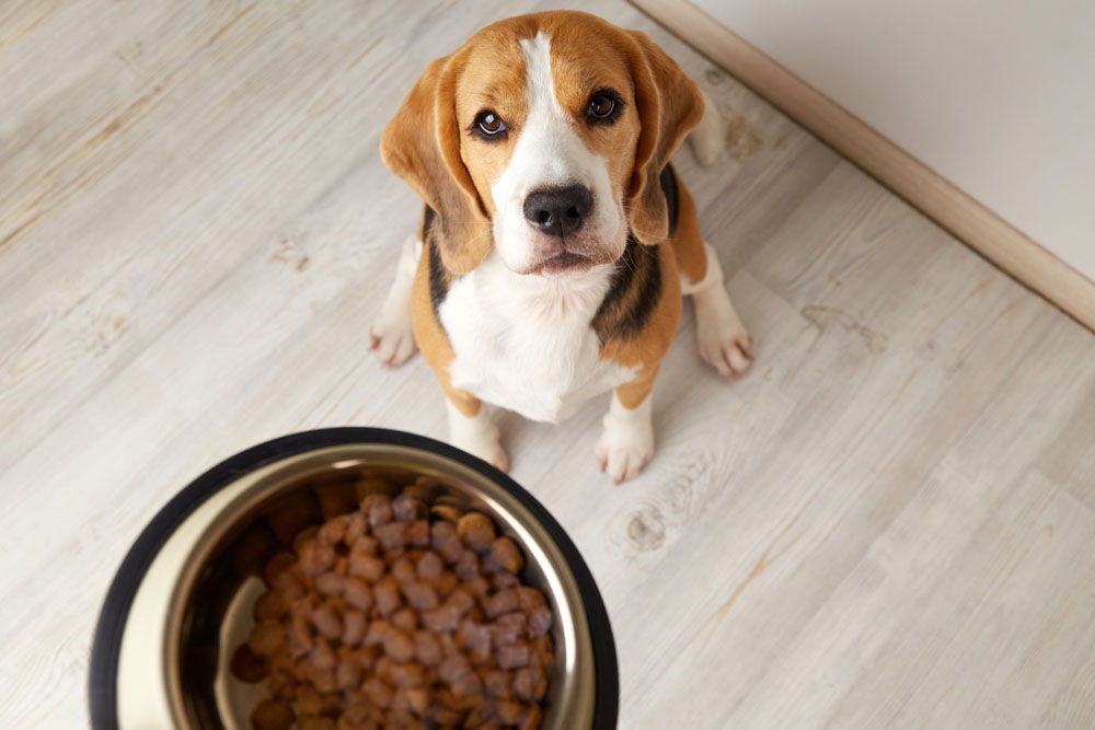 5 Benefits of Air-Dried Canine Meals – Vetstreet