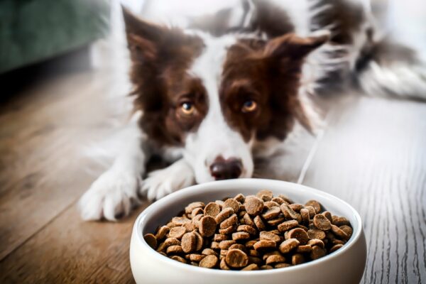 Nature’s Recipe Canine Meals Consider – Vetstreet