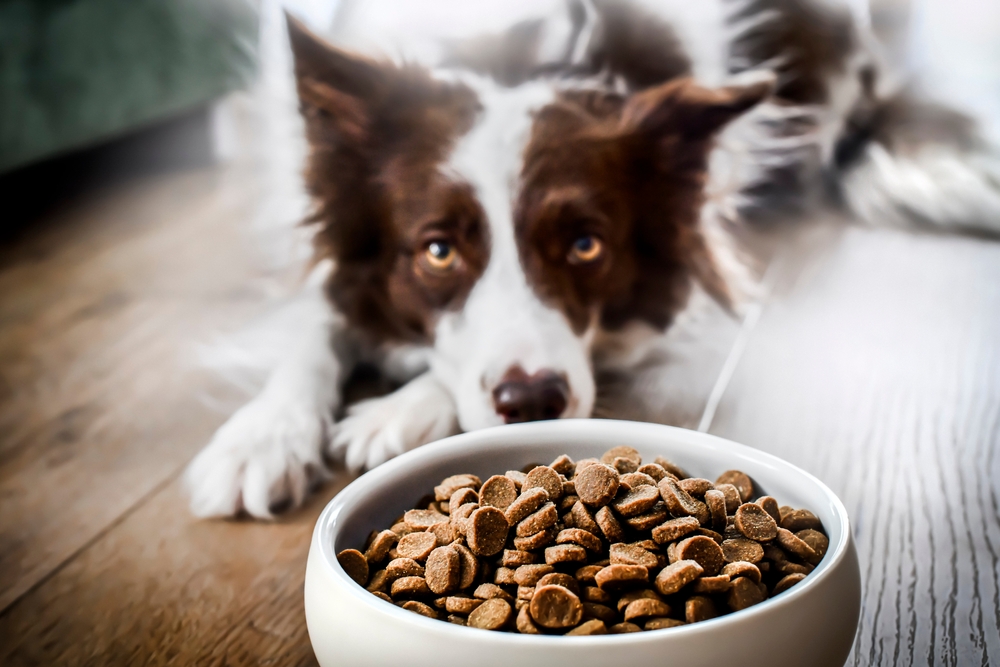 Nature’s Recipe Canine Meals Consider – Vetstreet