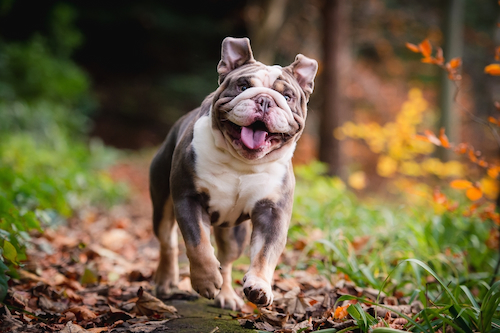 smiling bulldog trotting through the woods