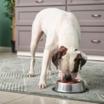 5 Advantages of Excessive Protein Canine Meals – Vetstreet