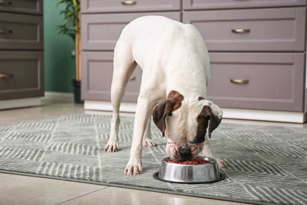 5 Advantages of Excessive Protein Canine Meals – Vetstreet