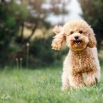 Canine Gut Effectively being: What It Is and Why It Points – Vetstreet