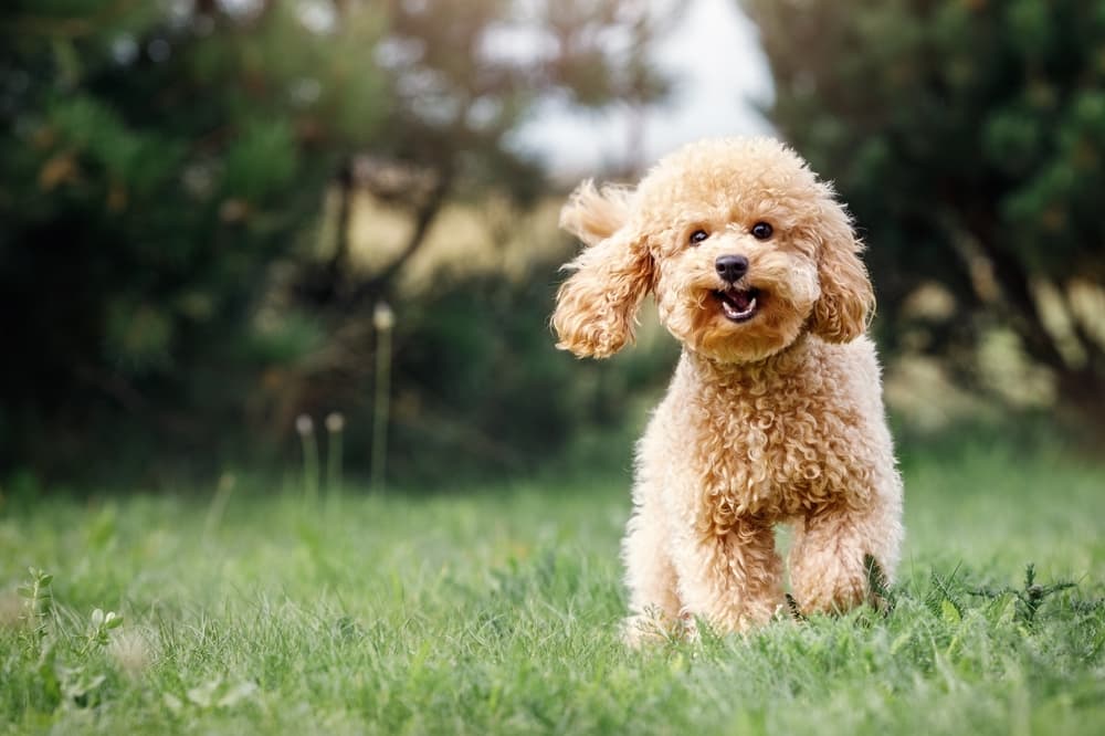 Canine Gut Effectively being: What It Is and Why It Points – Vetstreet