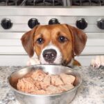 Best Canine Meals for Shedding in 2025 Consistent with Veterinarians – Vetstreet