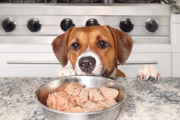 Best Canine Meals for Shedding in 2025 Consistent with Veterinarians – Vetstreet