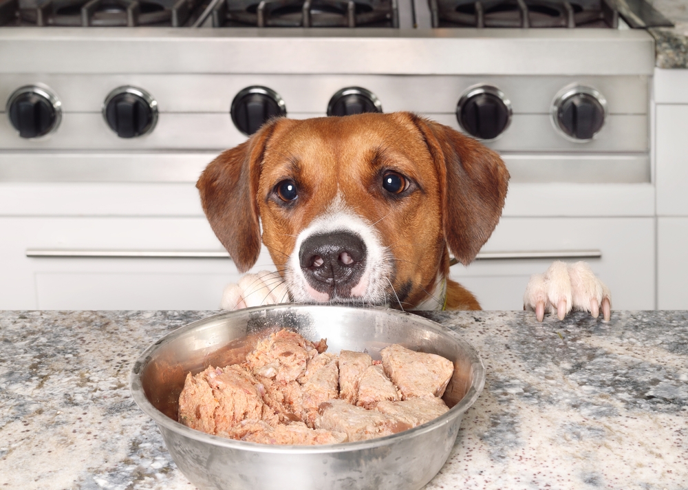 Best Canine Meals for Shedding in 2025 Consistent with Veterinarians – Vetstreet