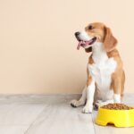 How one can Uncover Extreme-Top quality Low cost Canine Meals – Vetstreet